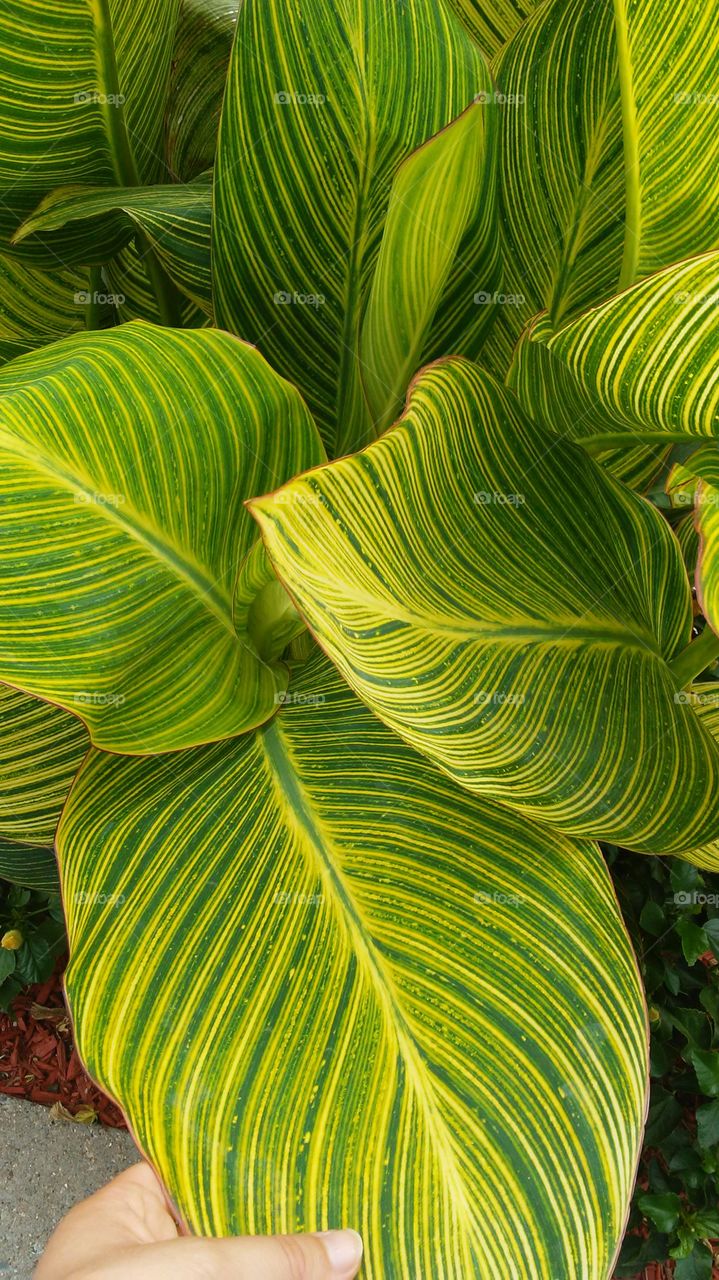 Leaf, Flora, No Person, Growth, Nature