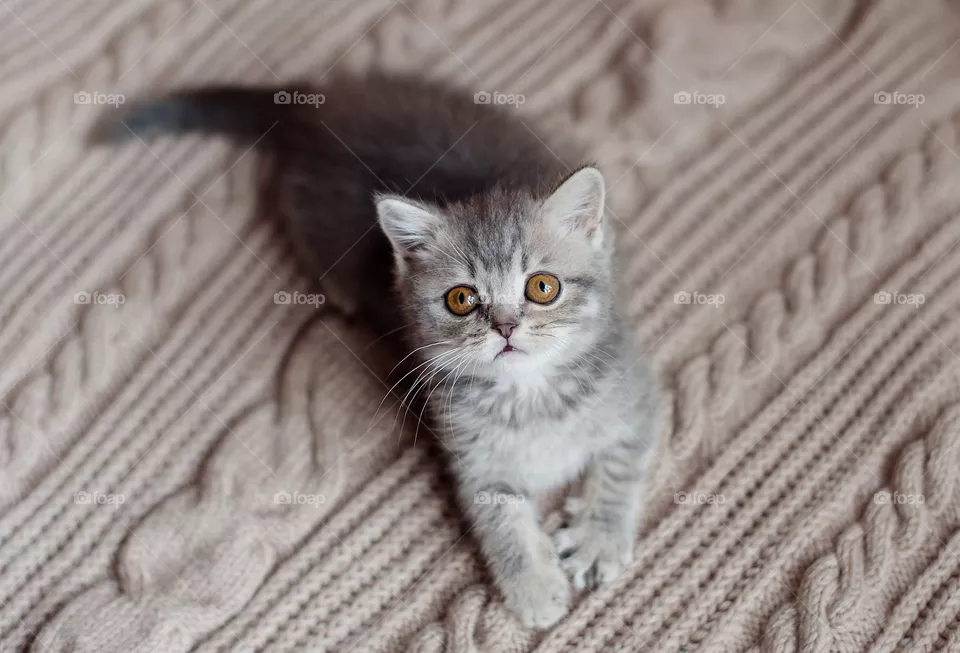 Kitten 