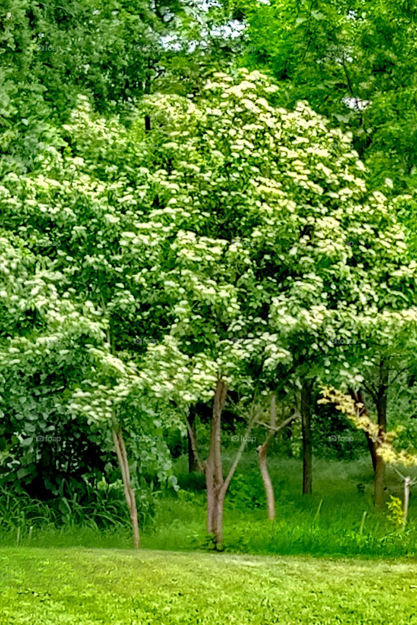 Nature, Leaf, Flora, Tree, Season