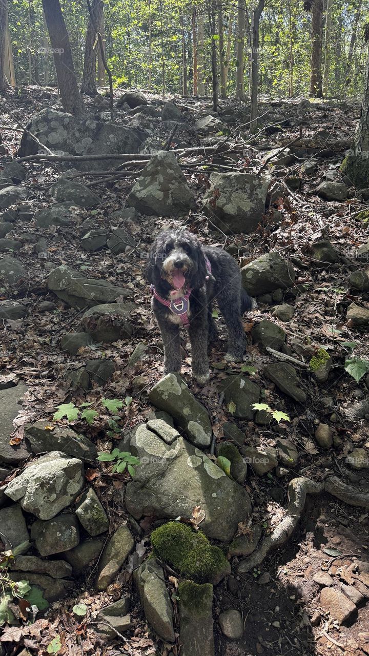 Happy dog  in forest