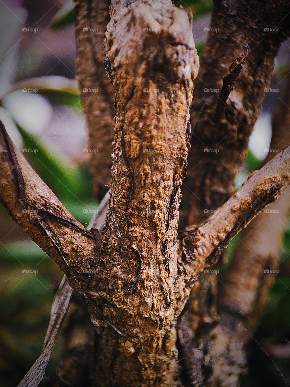 Tree of Trunk (Pomegranate)