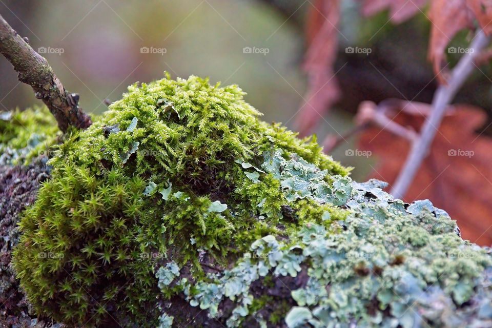 green moss on tree trunk