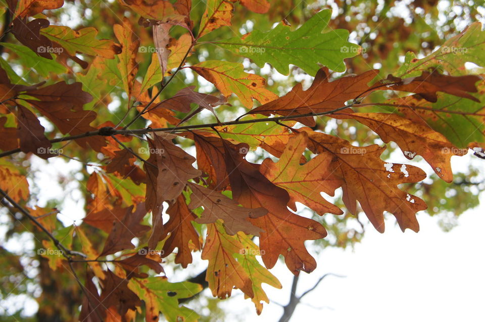 October Oak Leaves