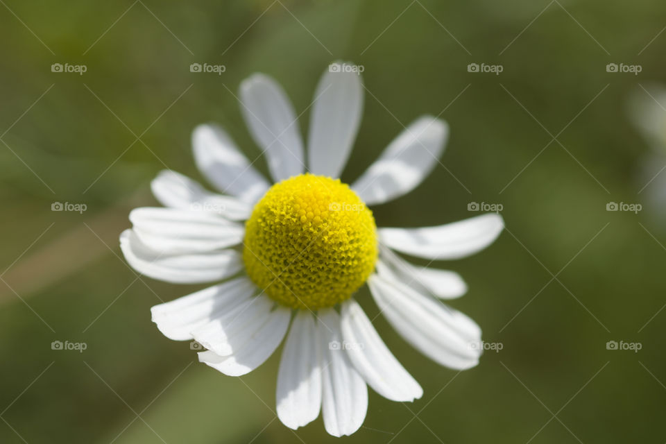 Beautiful Summer Blooming Camomile Close Up