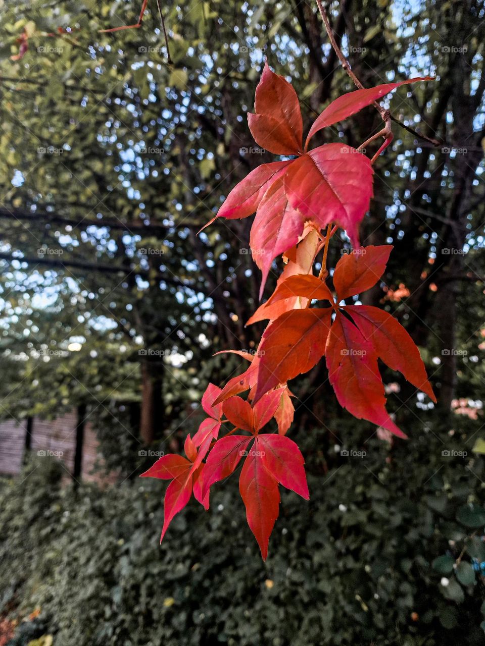 red leafs in garden