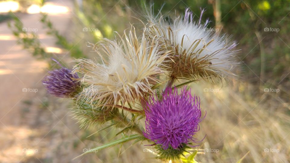 close up flowers