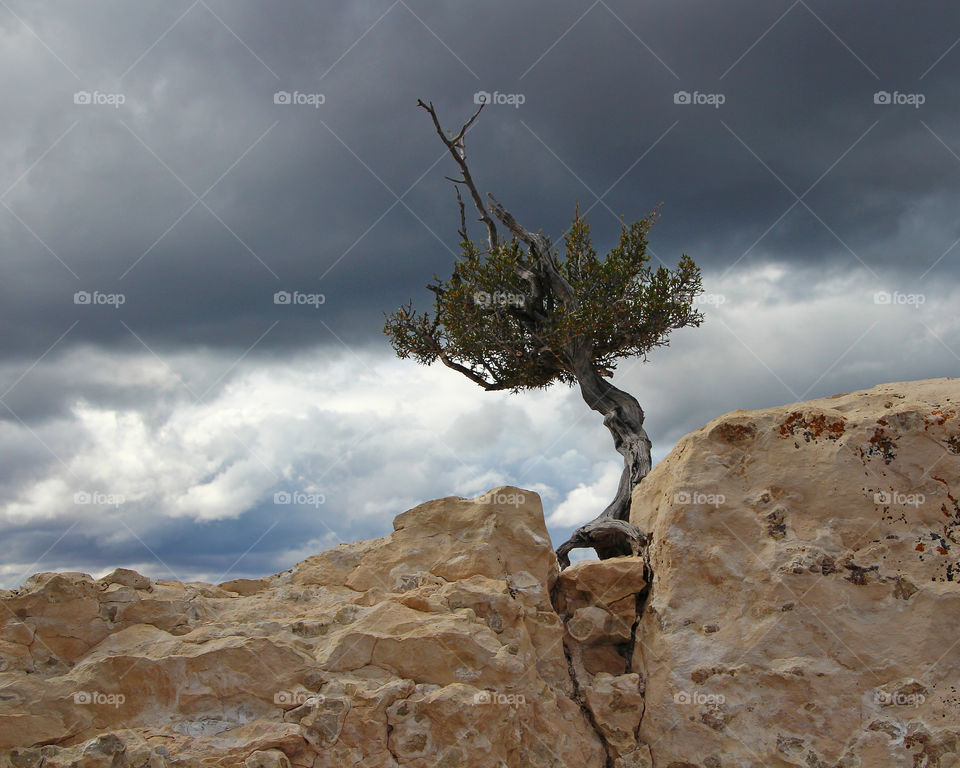 Lone tree growing in rock