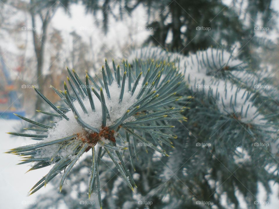 winter forest