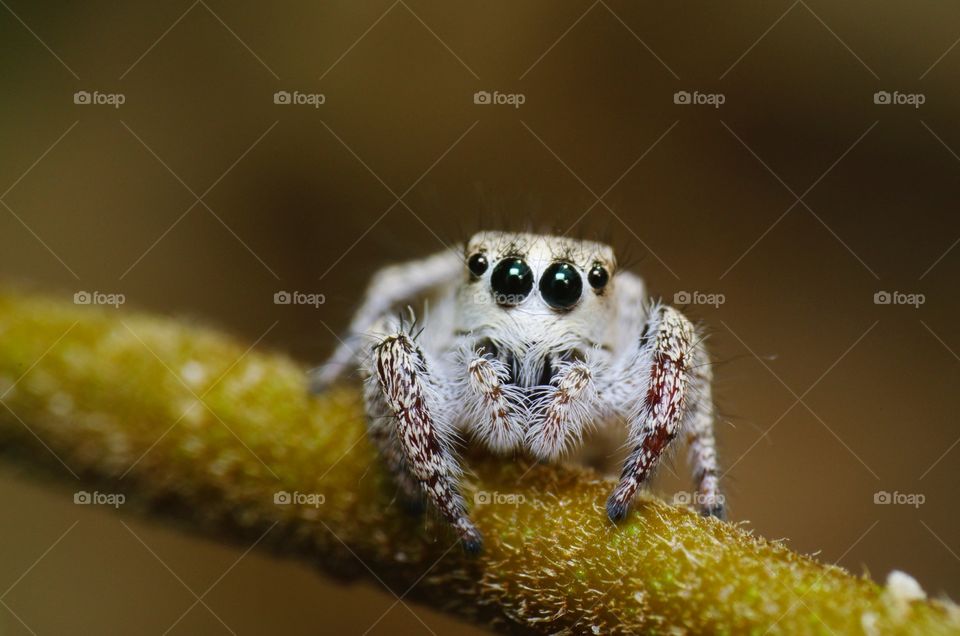 Jumping spider