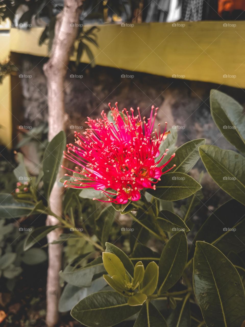 types of flowers in Indonesia