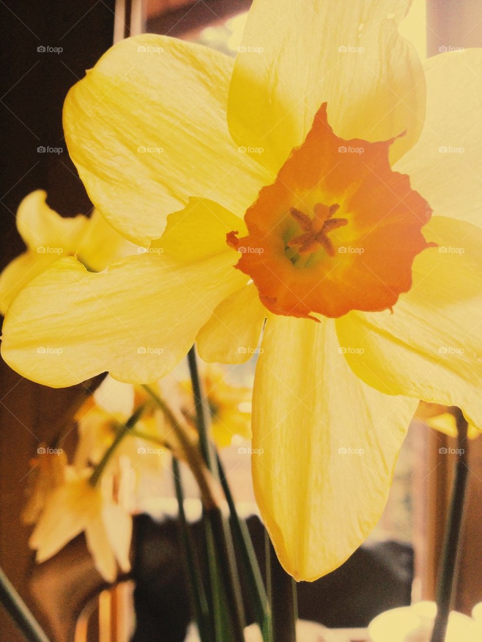 Yellow Daffodil