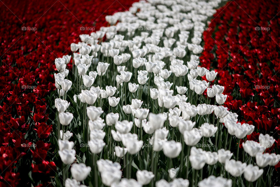 Field of tulips