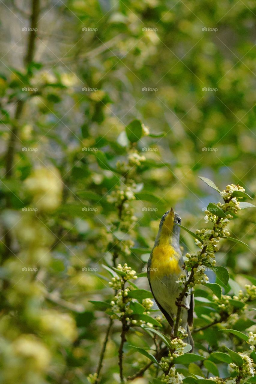 Northern Parula. The Northern Parula blends into the tree's flowers and buds as it feeds on the bees attracted to the flowers.