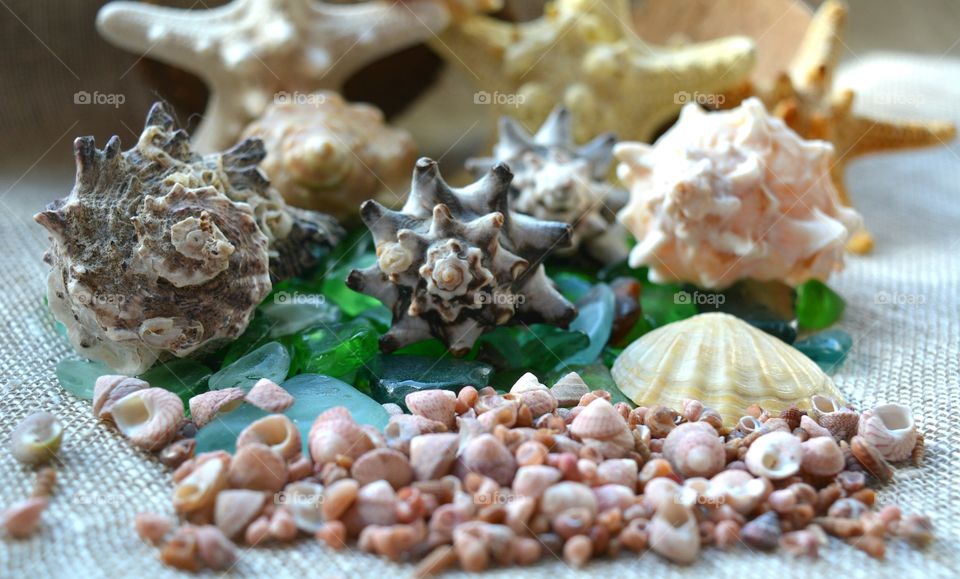 Seashell, Decoration, Shell, Desktop, Food