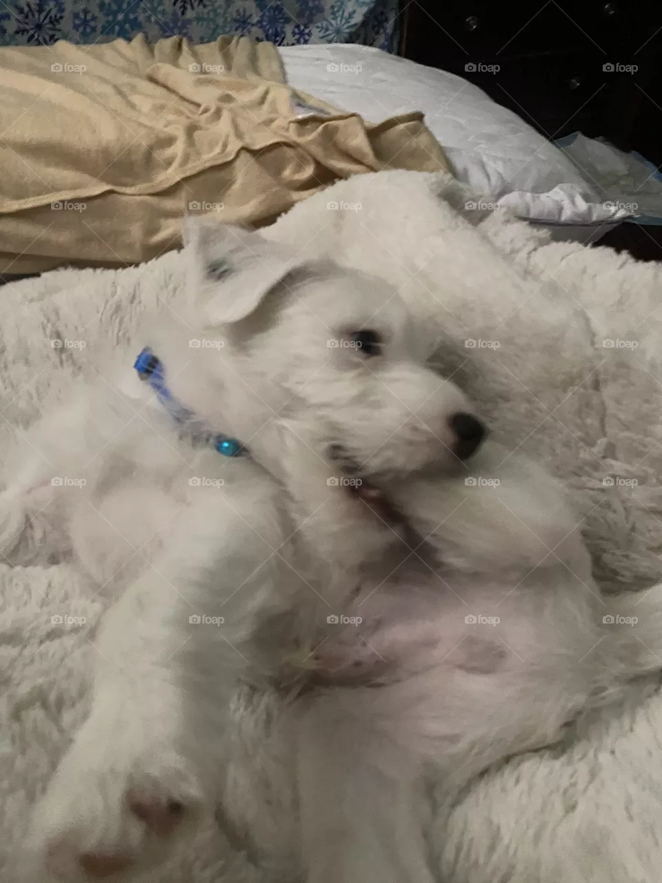 Silly pup discovers he has hind paws