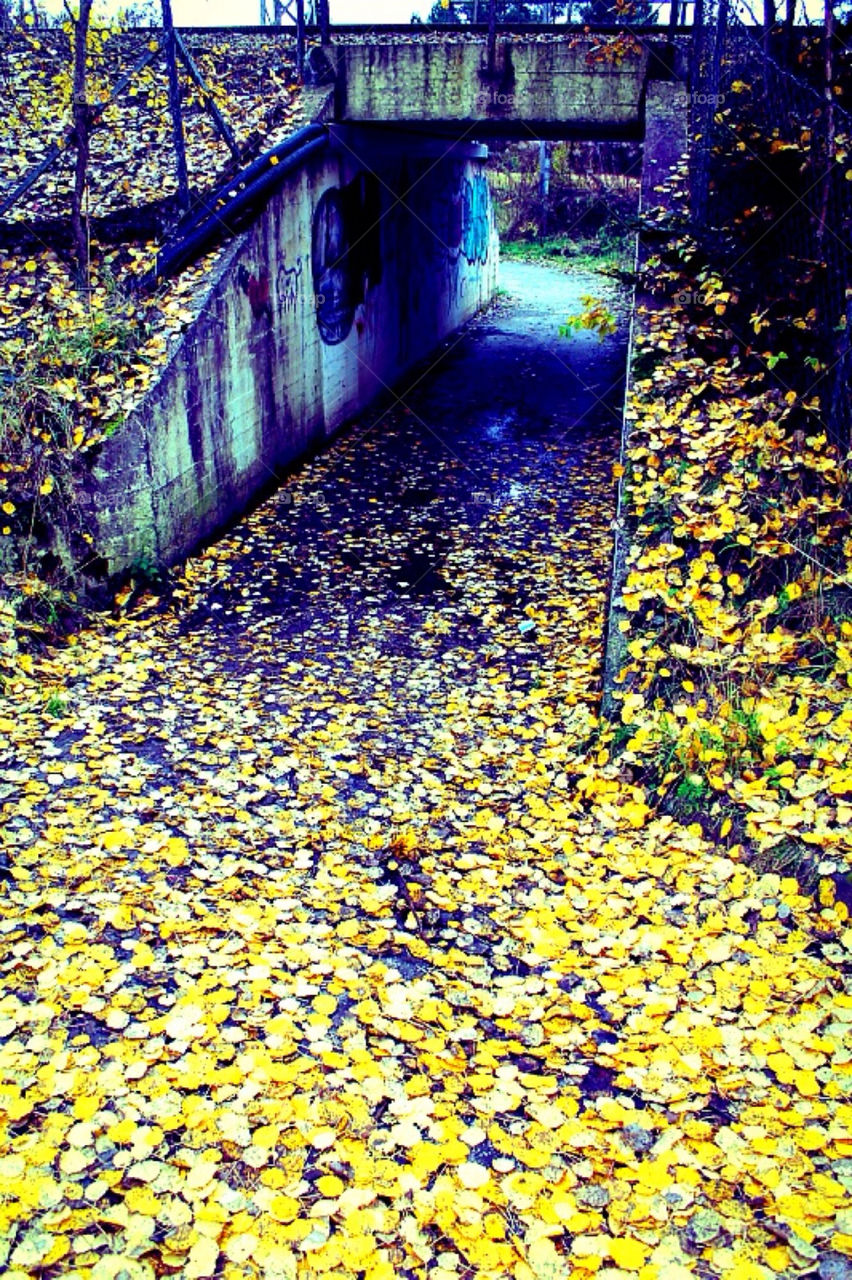 tunnel leaves leaf fall by merethe