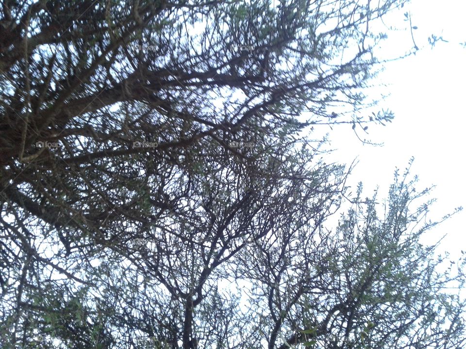 tree