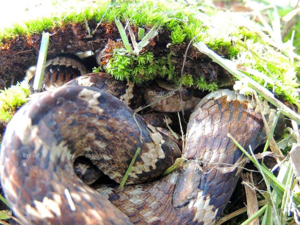 snake brazilian (serpente brasileira)