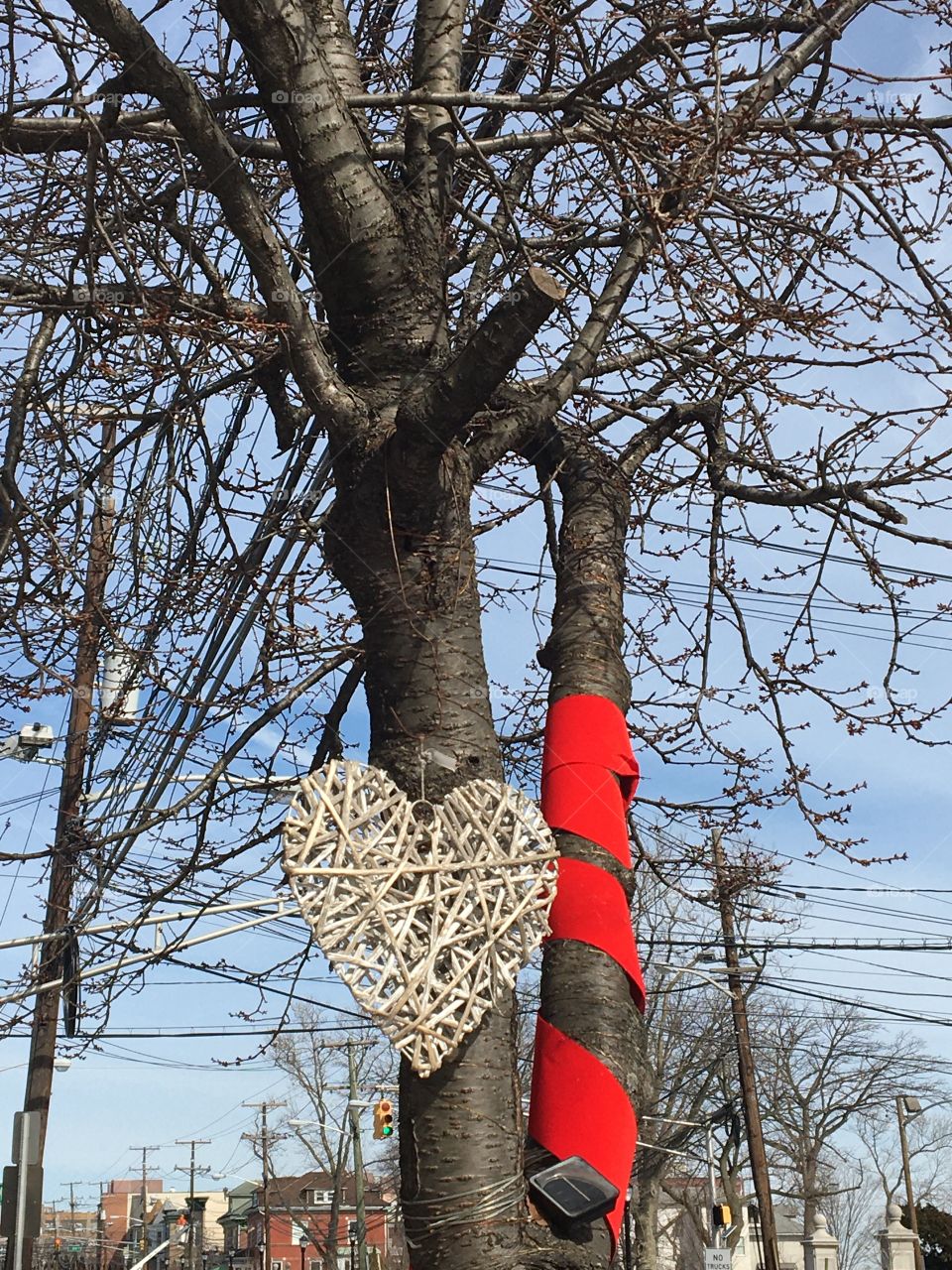 Valentine heart on tree with red ribbon