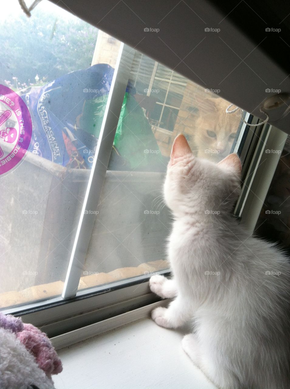 New kitten sees other cat for the first time. 