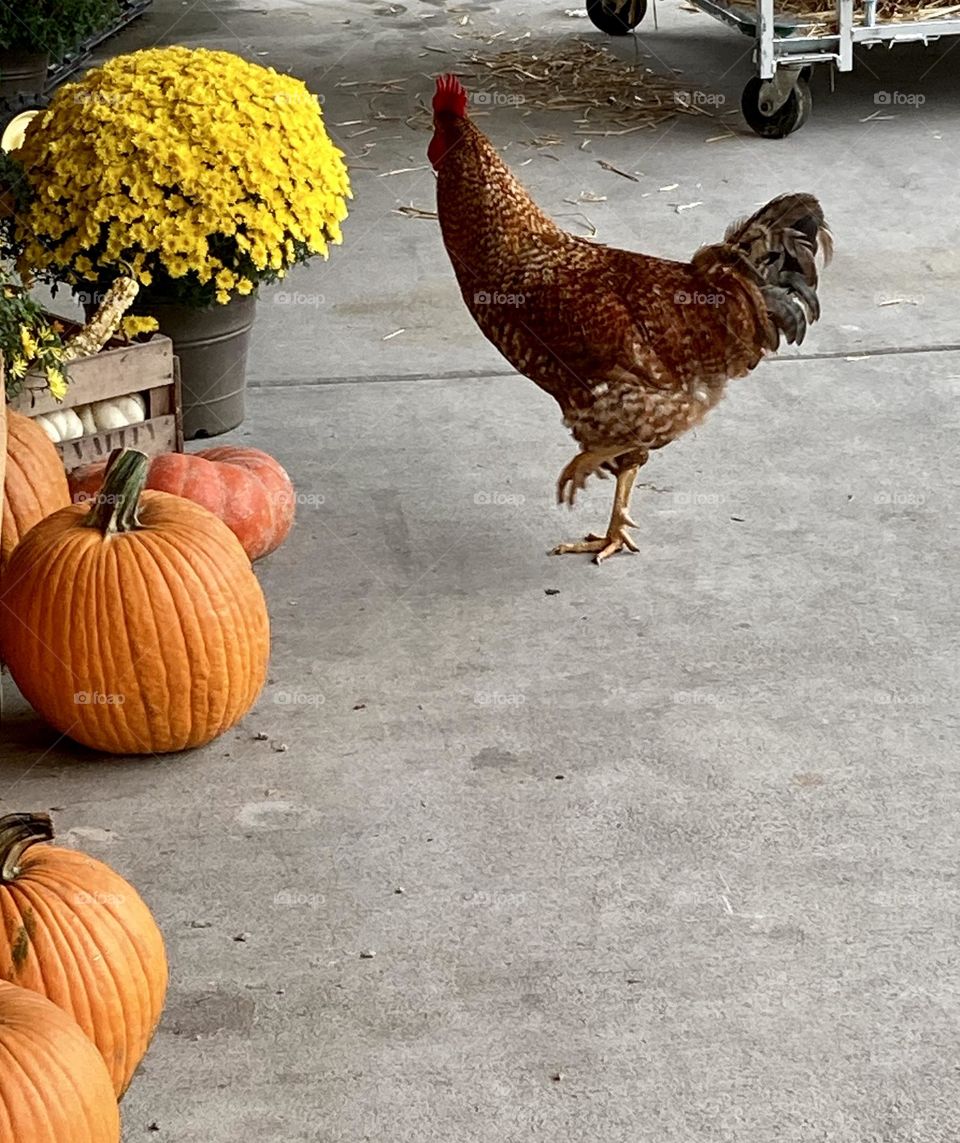 Chicken pumpkins yellow mums