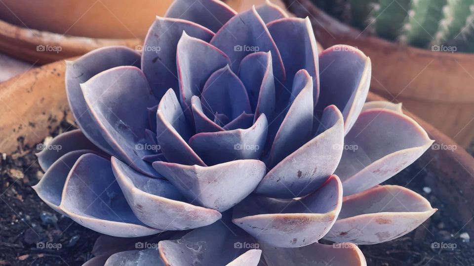 Echeveria 