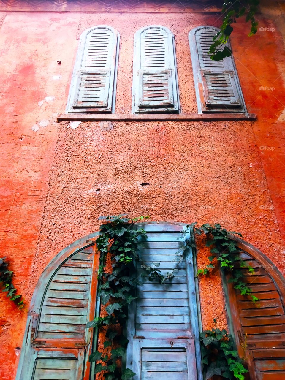 Ivy Window 3