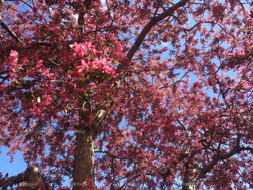 Under the cherry blossom tree