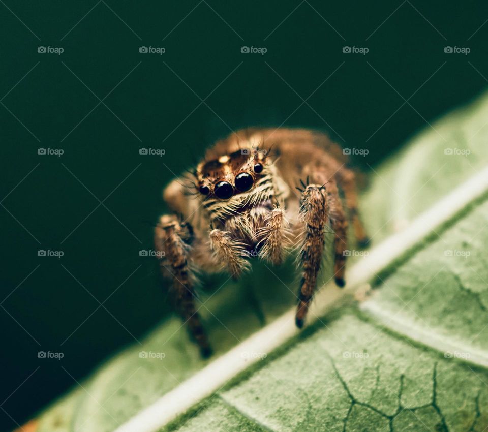 Macro photography - Spider eyes 