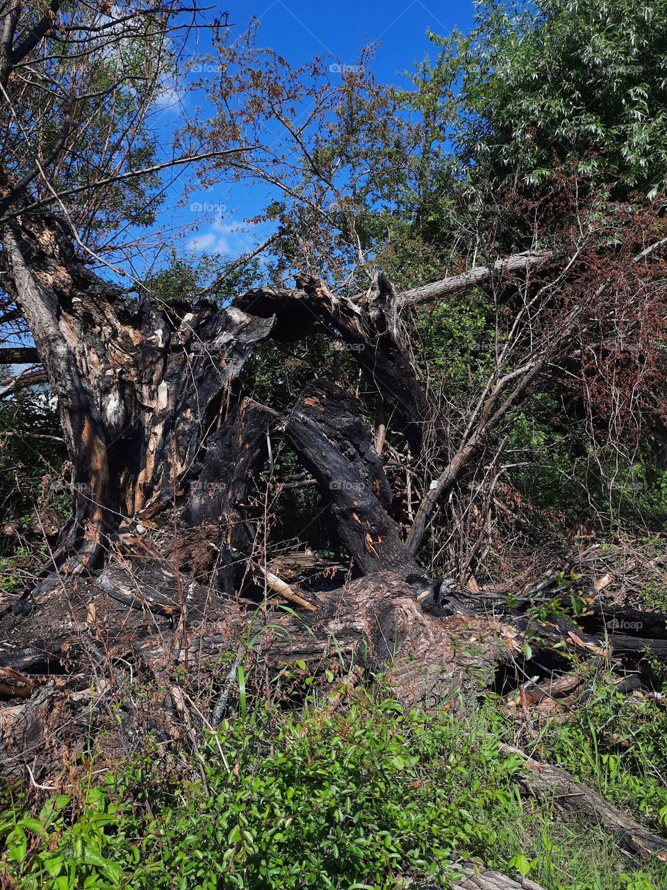 charred tree trunk after a storm