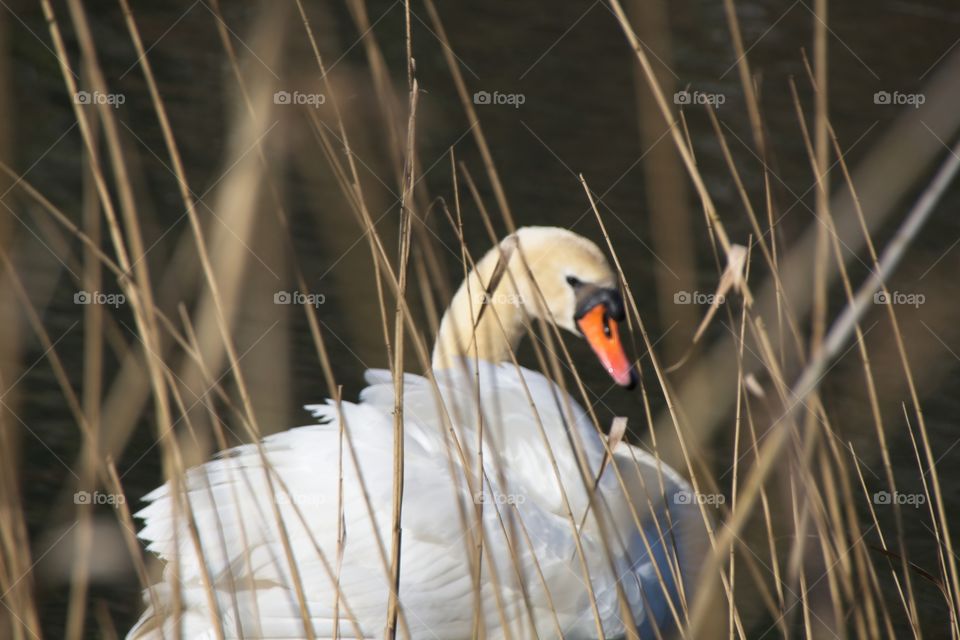 close up of a white swan