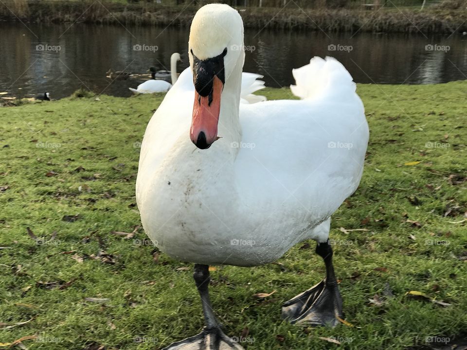 Closeup portrait of swan 