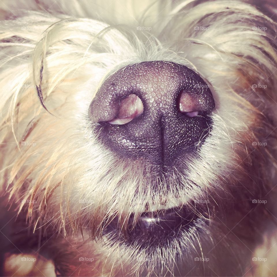 Dog . Nose