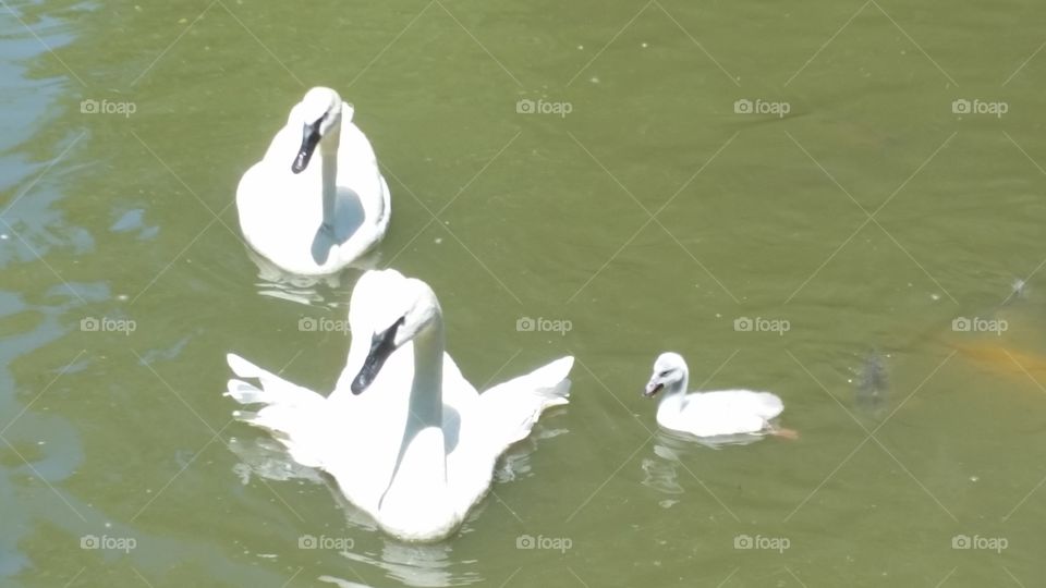 swan family