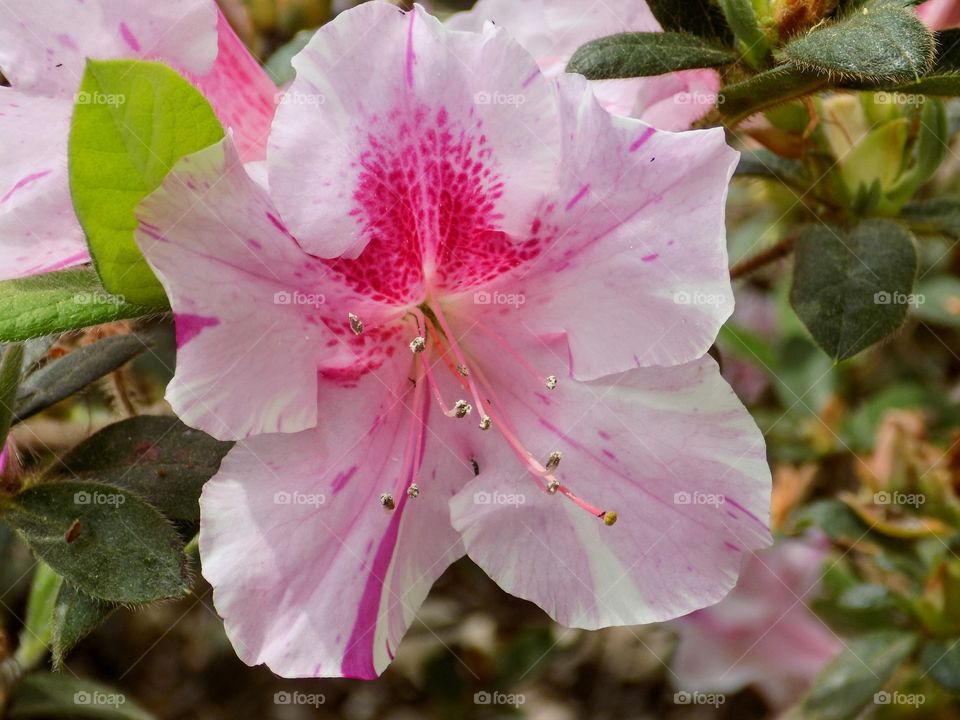 Azalea in Pink