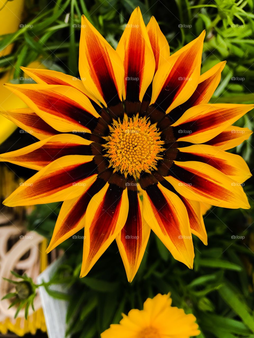 Bright red and yellow flower