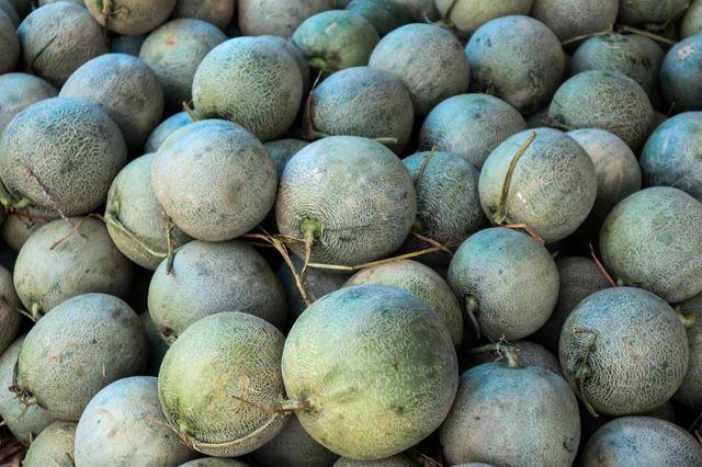 Melon fruit