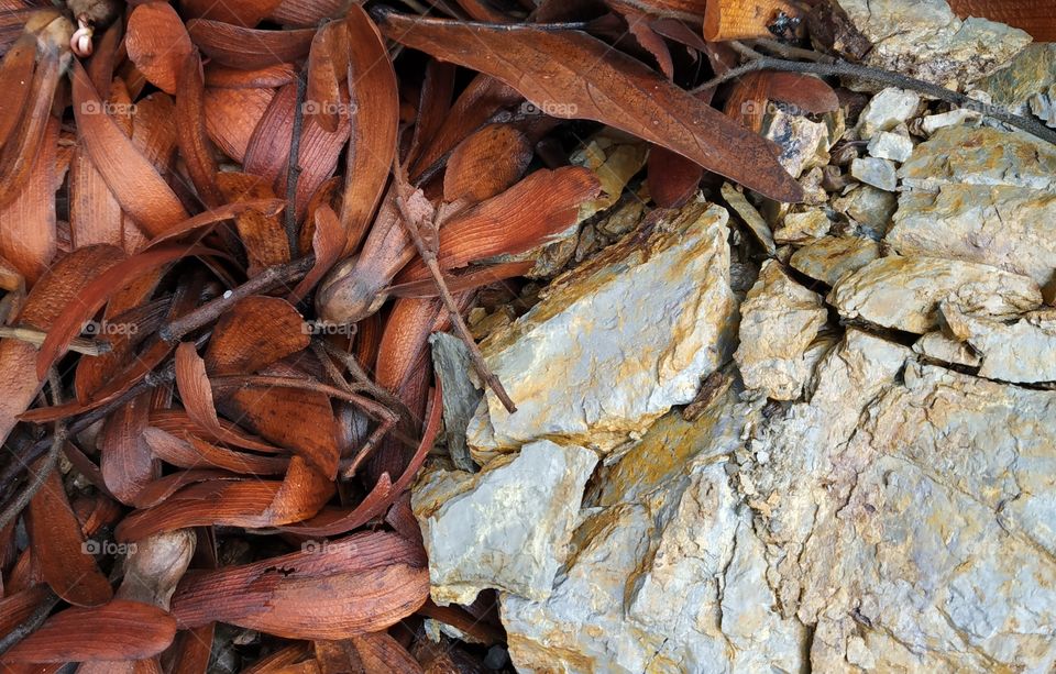 beautiful rock and some leaf