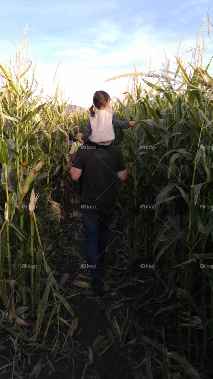 Dad carrying his precious cargo to the end of the corn maze.