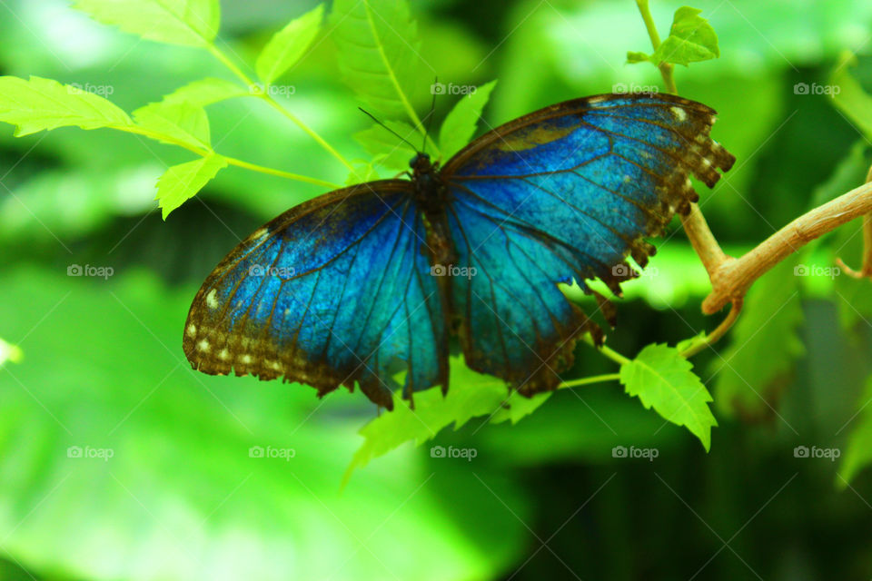 Butterfly garden