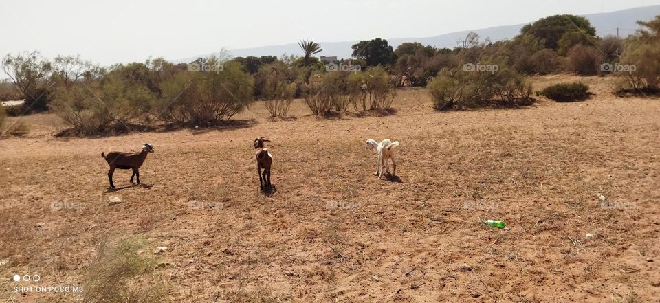 the goats in the field.