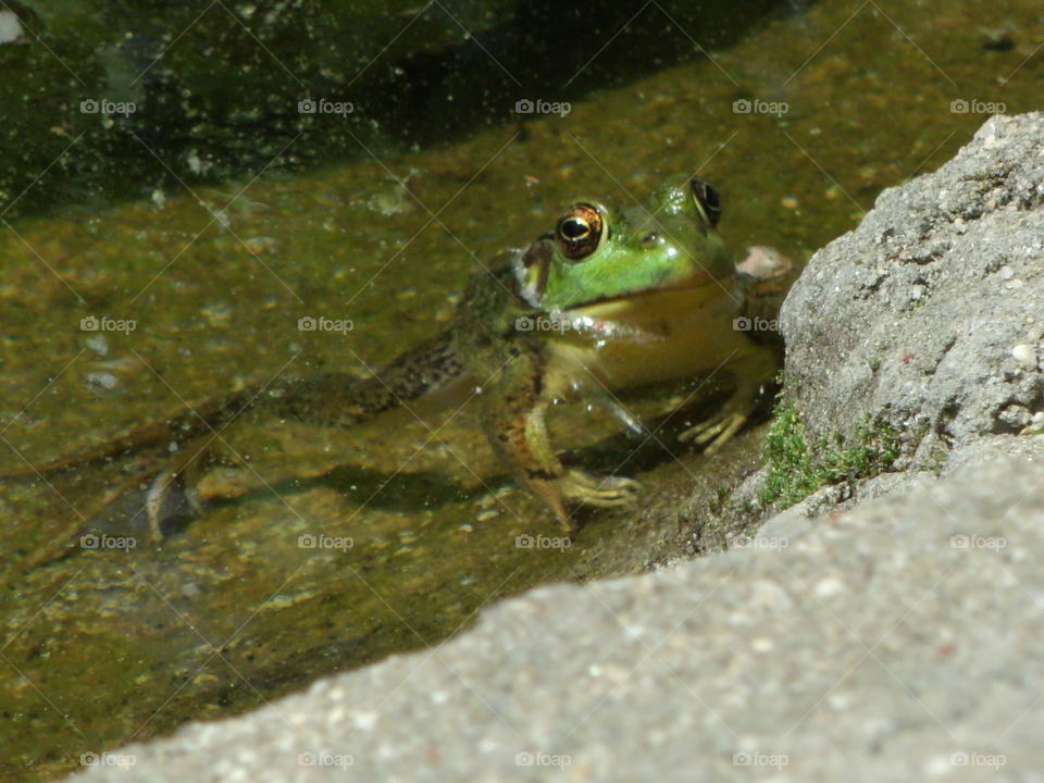 Frog in a pond