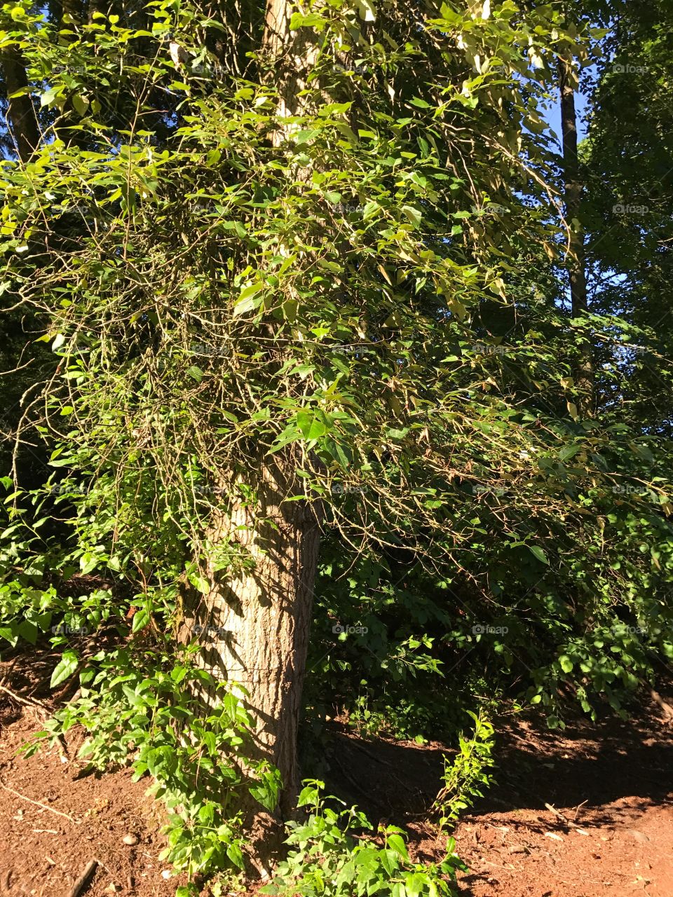 A tree caught in the sunlight growing in my apartment complex