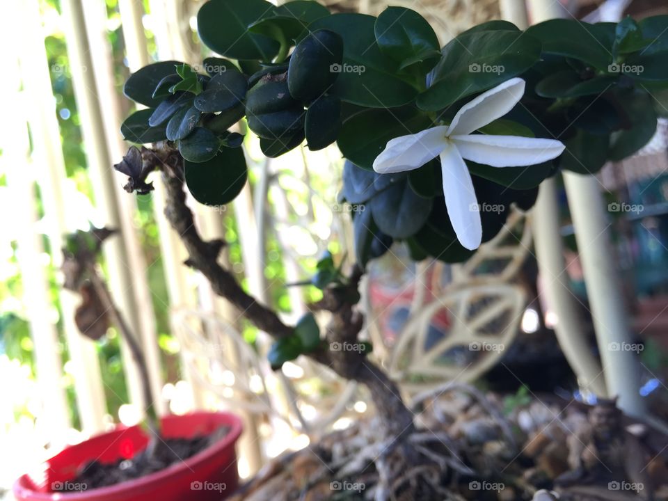 This is my carrissa bonsai' first flower. They are such a delicate flower it was great to see. 
