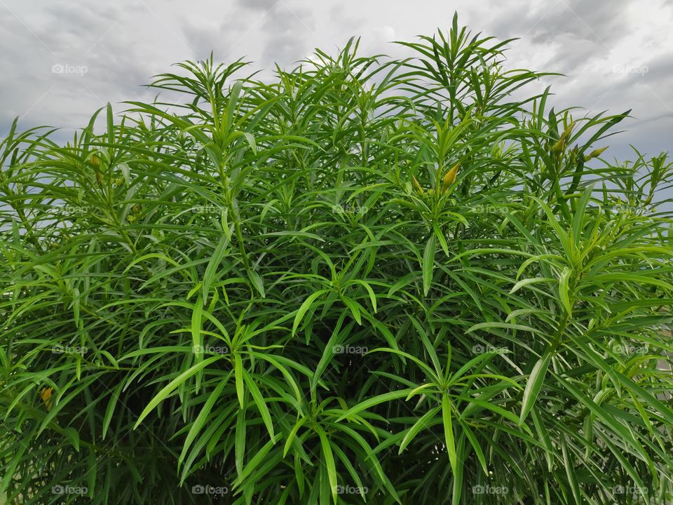 a image of beautiful green plant