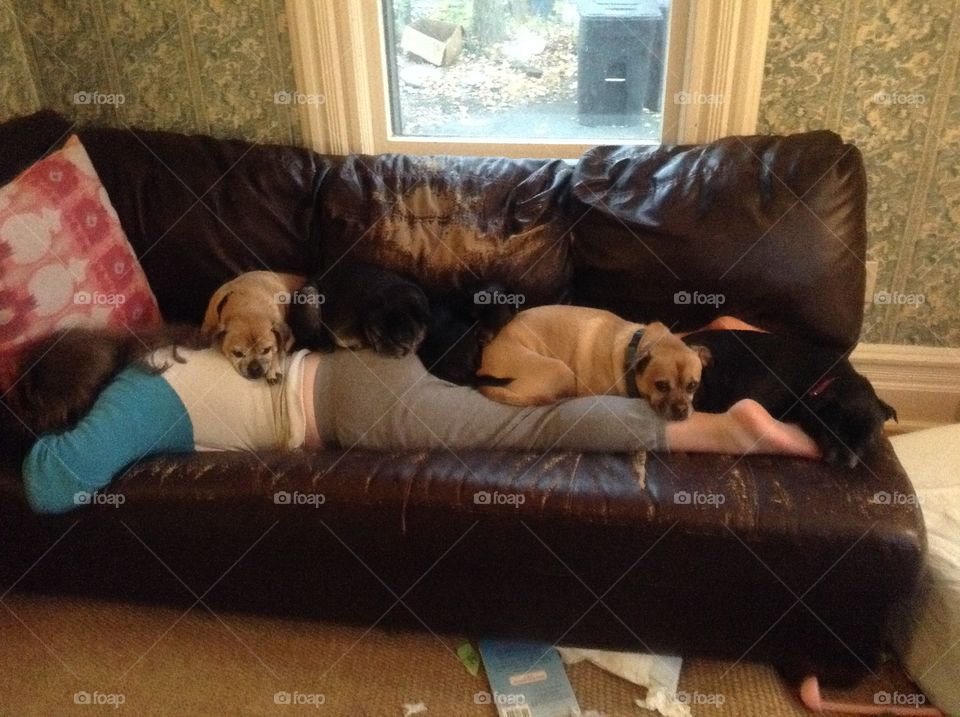 Girl asleep with all her dogs sleeping in her back