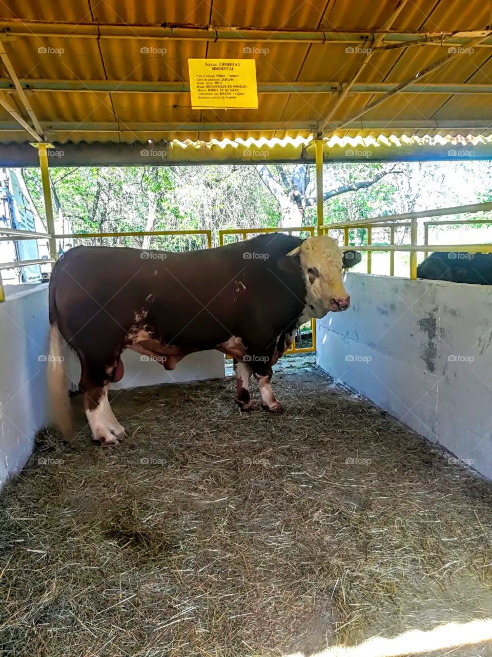 Brown bull