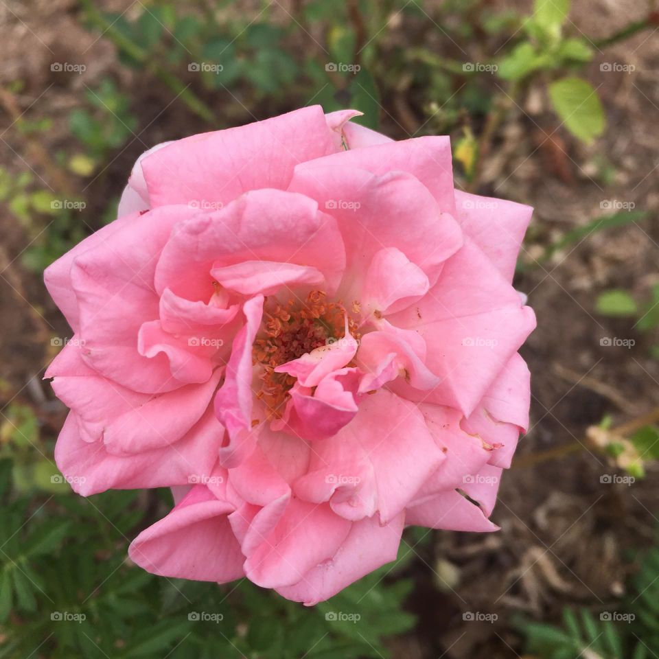 🌹 🇺🇸 Very beautiful flowers to brighten our day.  Live nature and its beauty. Did you like the delicate petals? / 🇧🇷 Flores muito bonitas para alegrar nosso dia. Viva a natureza e sua beleza. Gostaram das pétalas delicadas? 