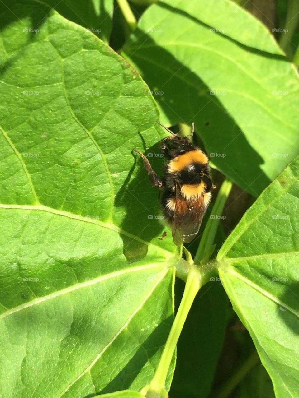 Bee on a leaf 
