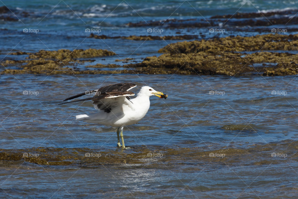 Kelp Gull Standing In Seawater With Mollusk (Larus dominicanus), Mossel Bay, South Africa